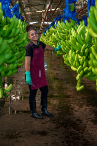 Trabajador de control de calidad del banano